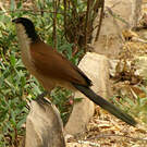 Coucal du Sénégal