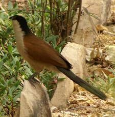 Coucal du Sénégal