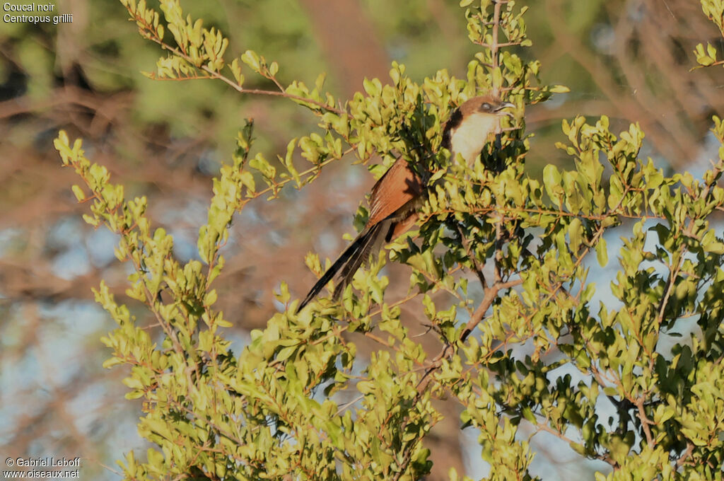 Coucal noirjuvénile