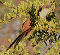 Coucal noir