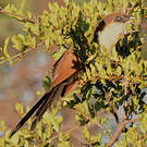 Coucal noir