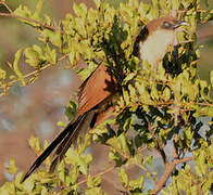 Black Coucal