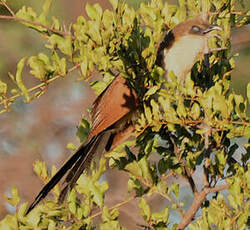 Coucal noir