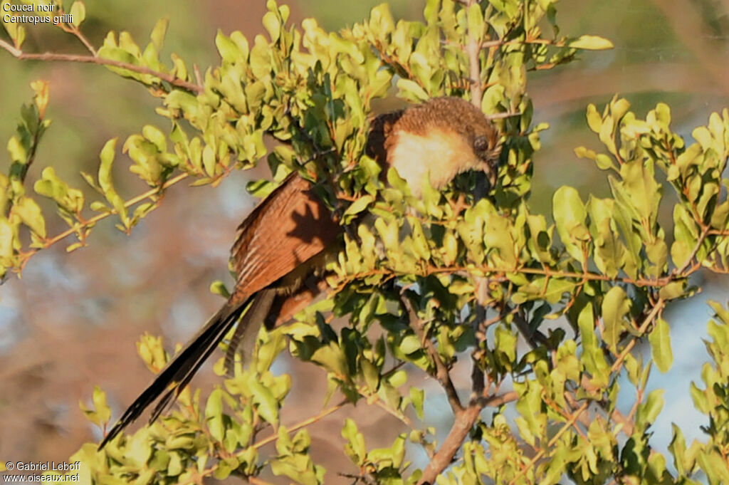 Black Coucaljuvenile