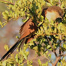 Coucal noir