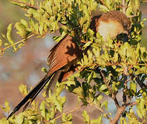 Coucal noir