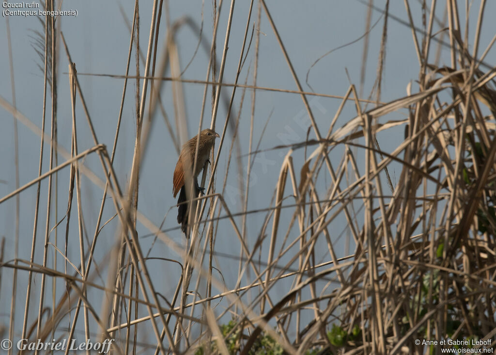 Coucal rufinimmature