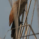 Coucal rufin