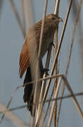 Lesser Coucal