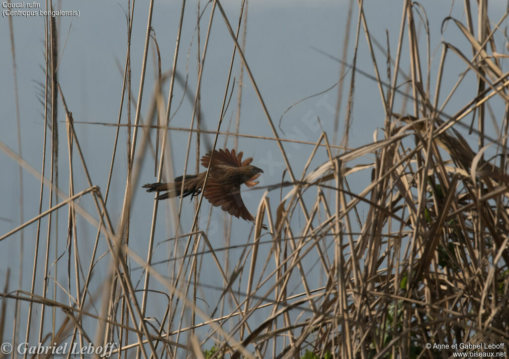 Coucal rufinimmature