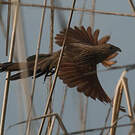Coucal rufin