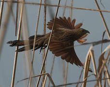 Coucal rufin