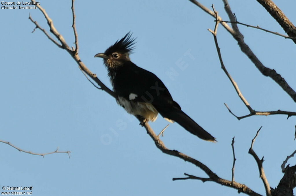 Levaillant's Cuckoo