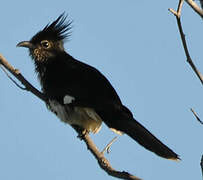 Levaillant's Cuckoo