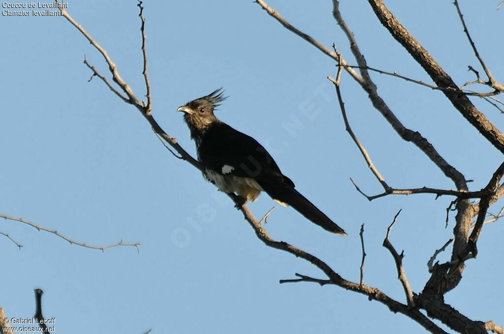 Levaillant's Cuckoo