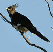 Levaillant's Cuckoo