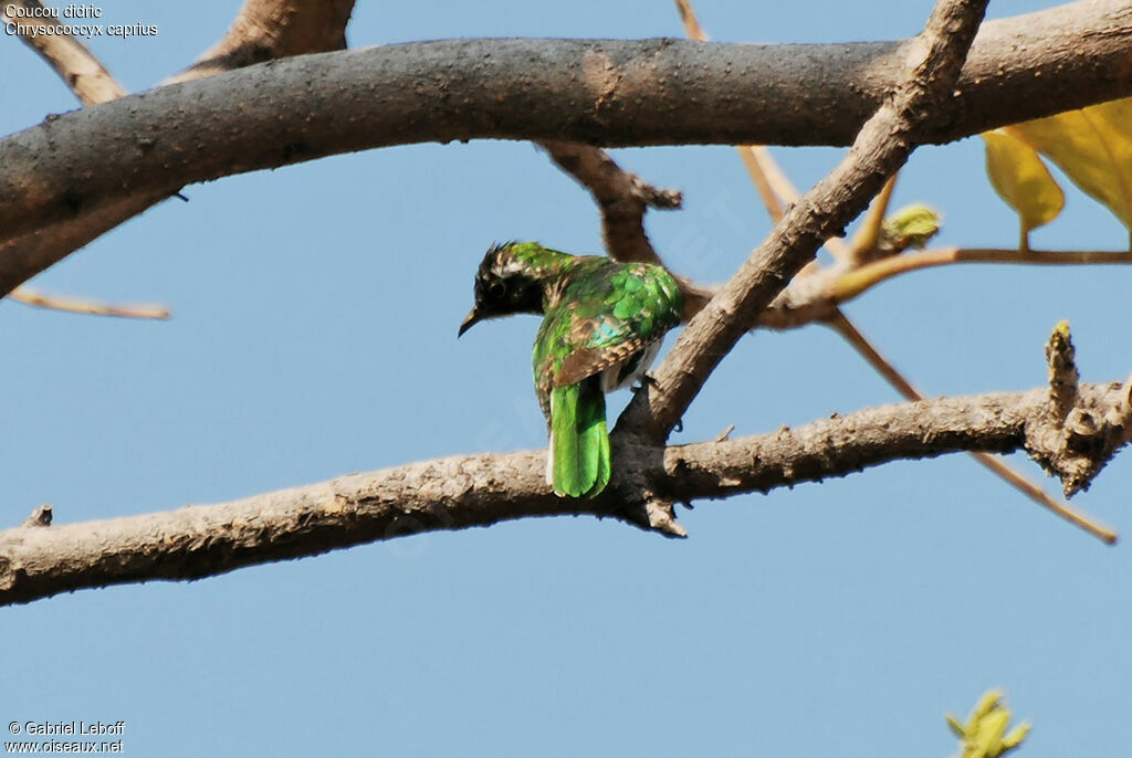 Diederik Cuckoo