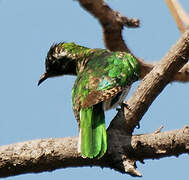 Diederik Cuckoo