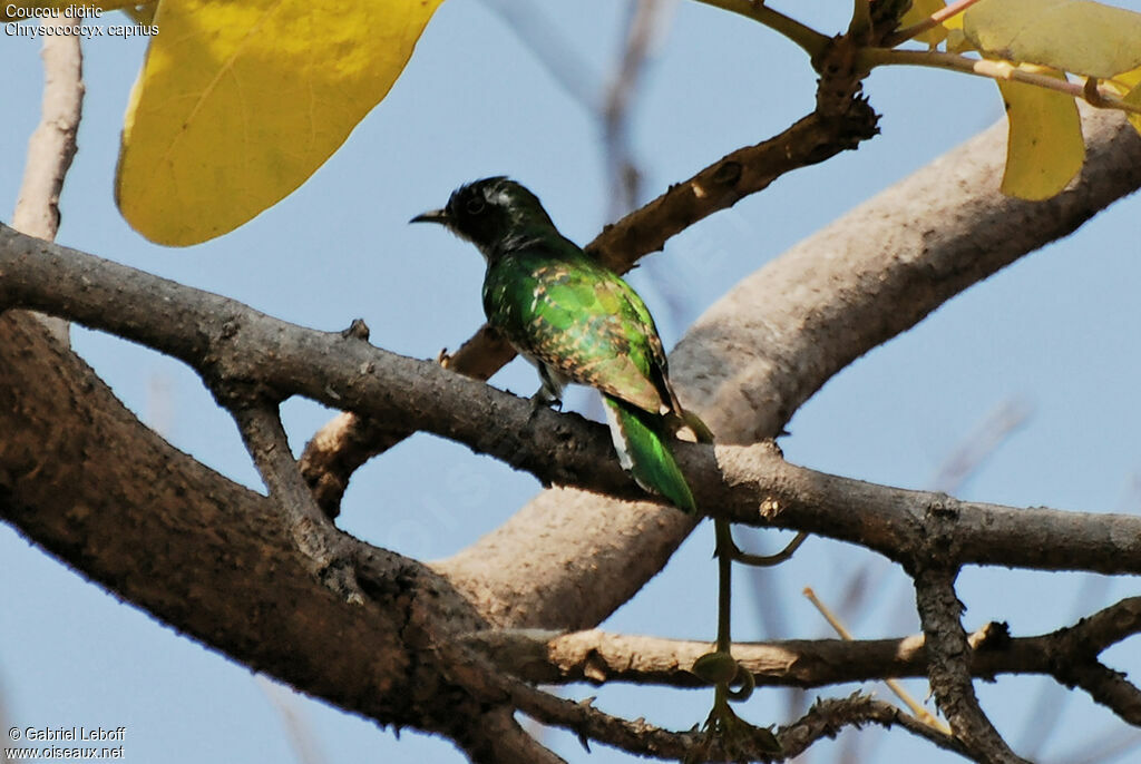 Diederik Cuckoo