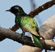 Diederik Cuckoo