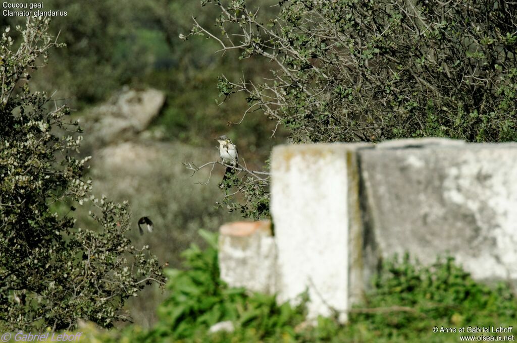 Great Spotted Cuckoo