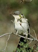 Great Spotted Cuckoo