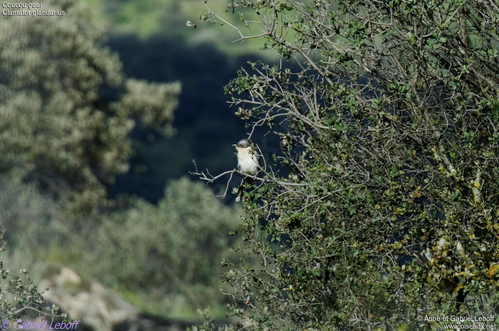 Great Spotted Cuckoo