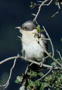 Great Spotted Cuckoo