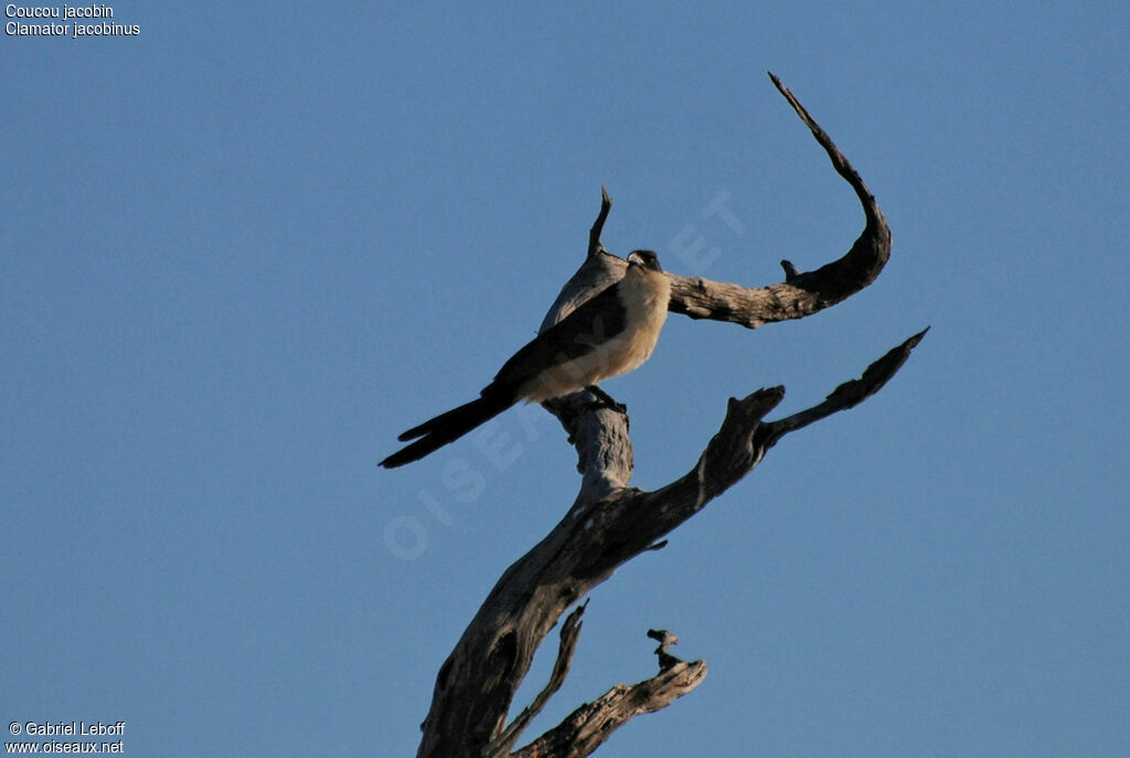 Jacobin Cuckoo