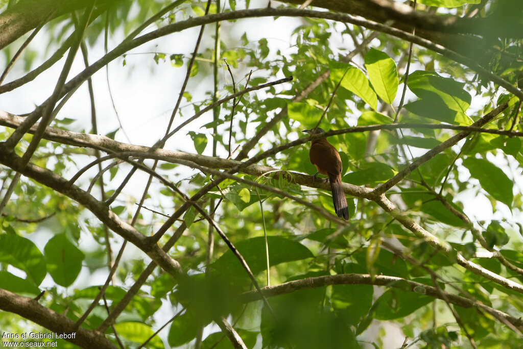 Grey-capped Cuckoo