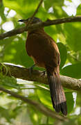 Grey-capped Cuckoo