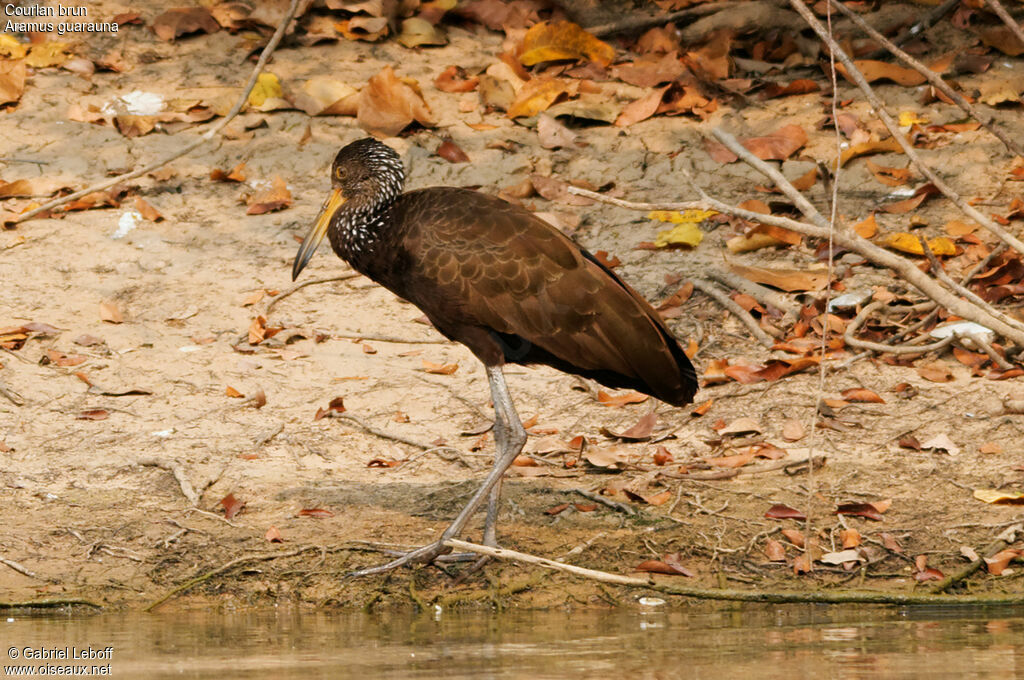 Limpkin