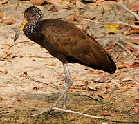 Limpkin