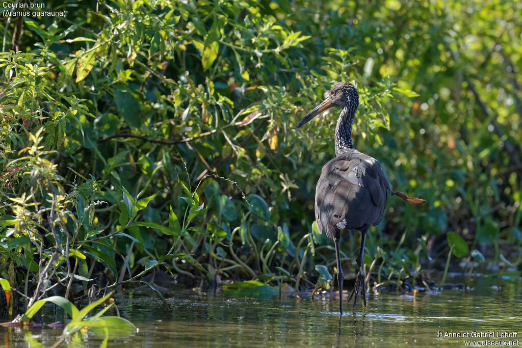 Limpkin