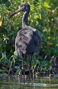 Limpkin