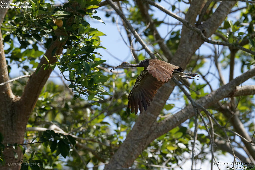 Limpkin, fishing/hunting