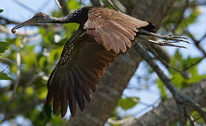 Limpkin