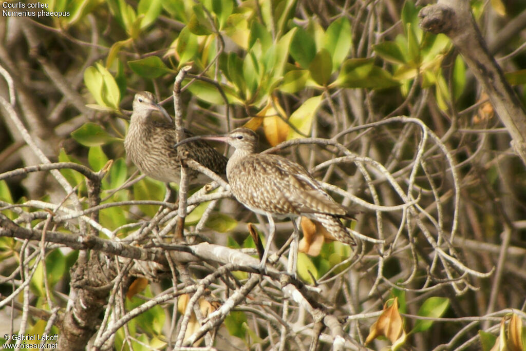 Eurasian Whimbrel