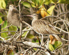 Eurasian Whimbrel