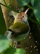 Common Tailorbird