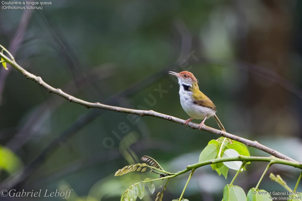 Common Tailorbird