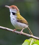 Common Tailorbird