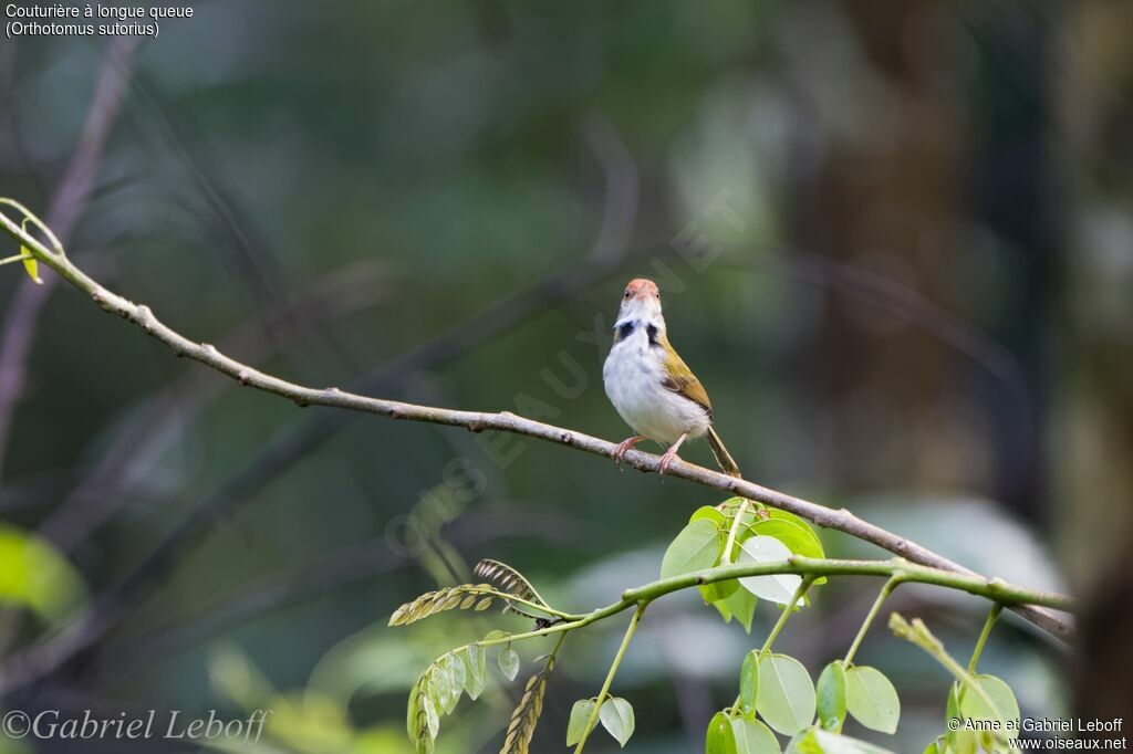 Common Tailorbird