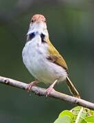 Common Tailorbird