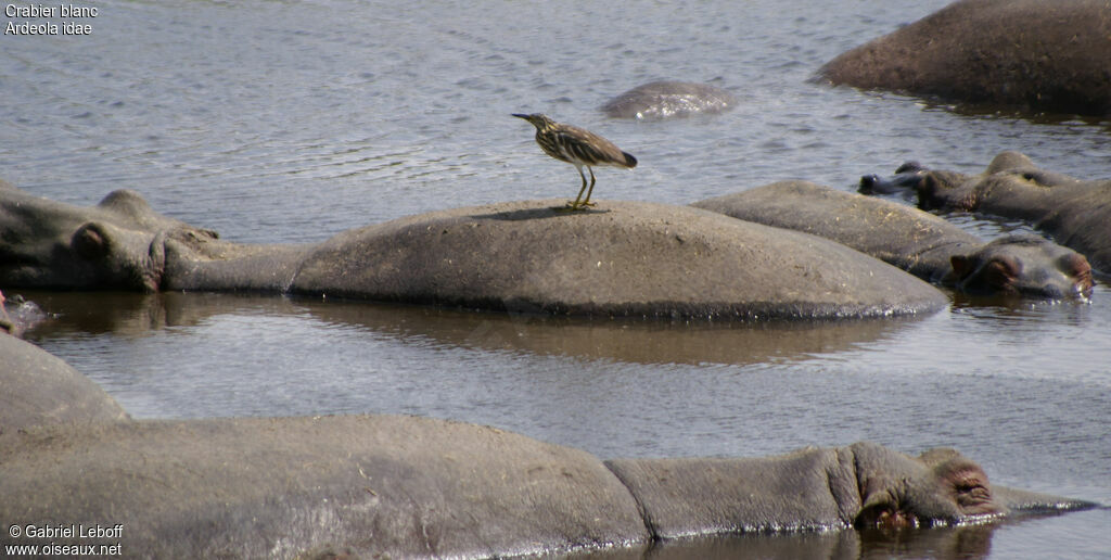 Malagasy Pond Heronadult