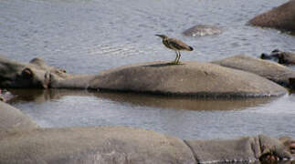 Malagasy Pond Heron