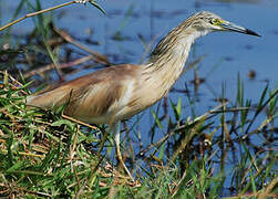 Squacco Heron