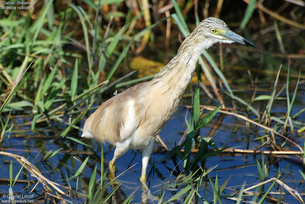 Crabier chevelu