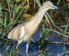 Squacco Heron