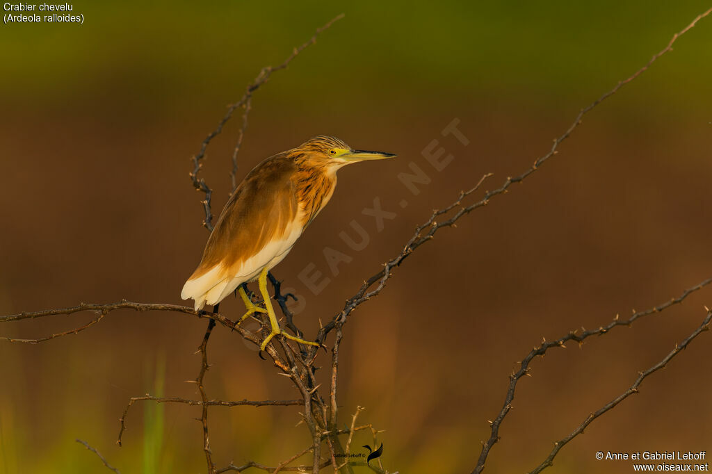 Squacco Heron